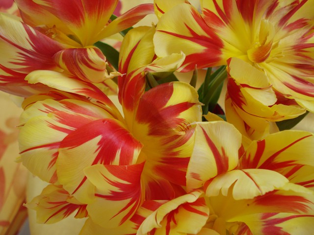 Tulipani